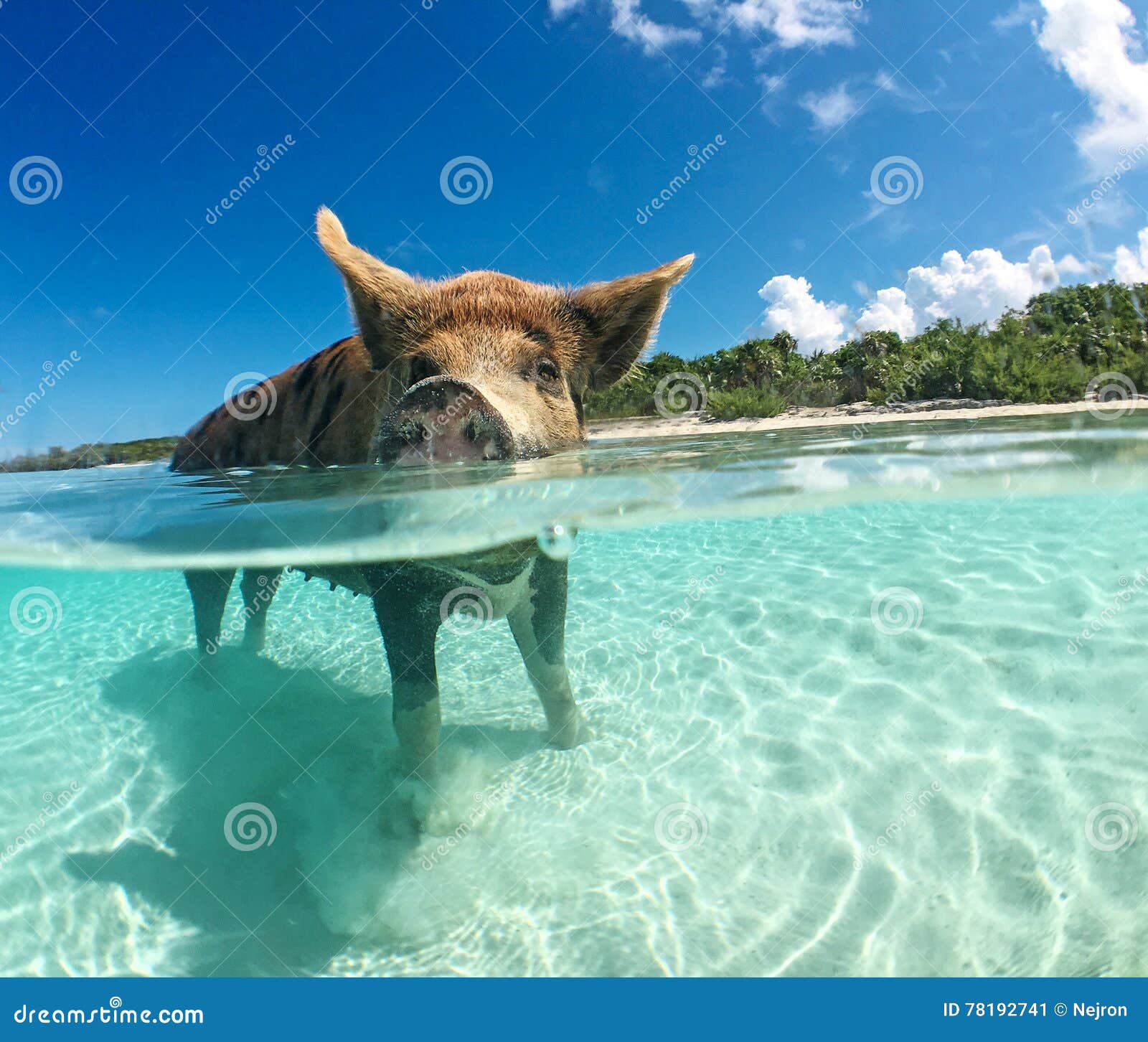 https://thumbs.dreamstime.com/z/wild-swiming-pig-big-majors-cay-bahamas-78192741.jpg