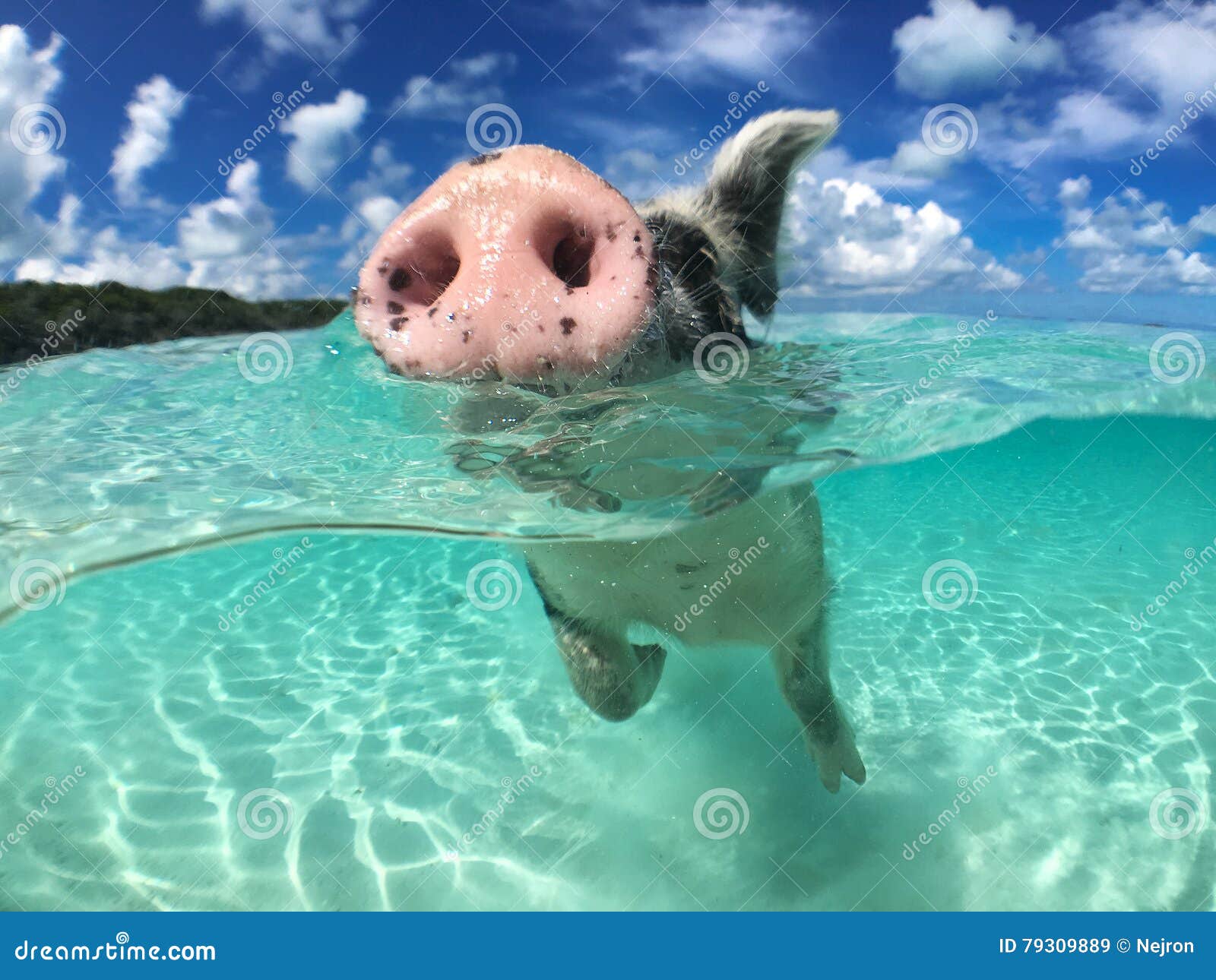 wild, swimming pig on big majors cay in the bahamas