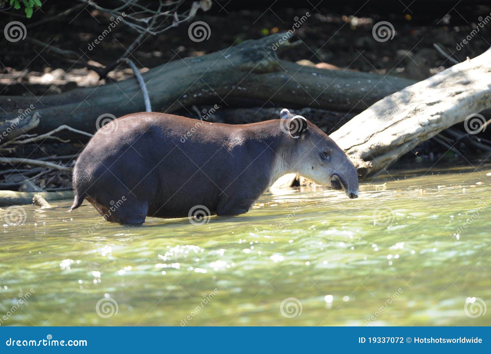 wild tapir in river,corcovado ,costa rica