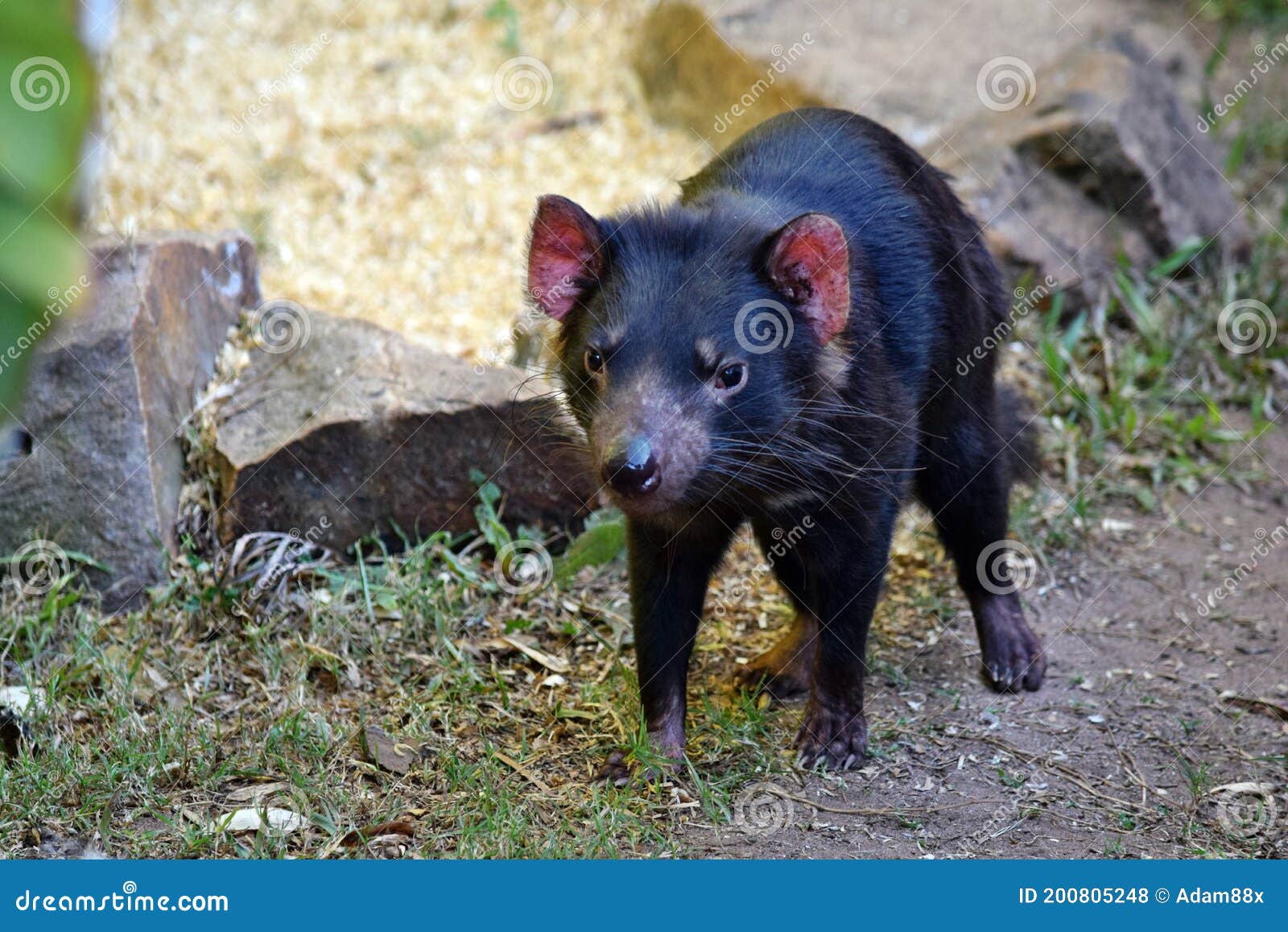 Wild Tasmanian Devil Endangered with Extinction Stock Photo - Image of