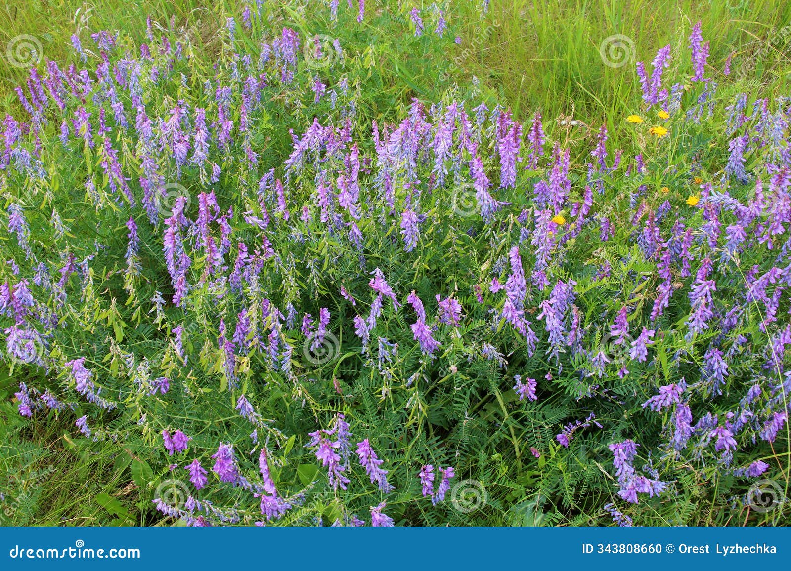 in the wild, thin-leaved peas (vicia tenuifolia) blooms