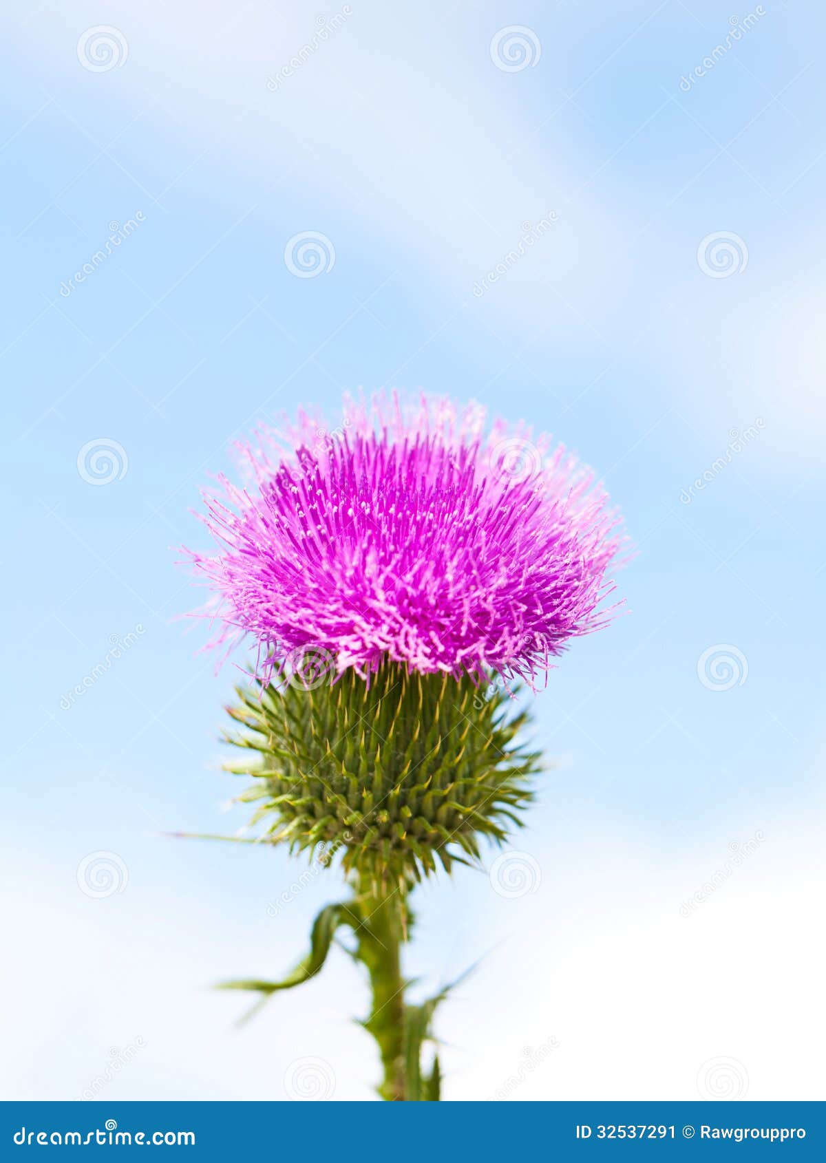 Wild Thistle With Pink Flower Blooming On Blue Sky Background Stock