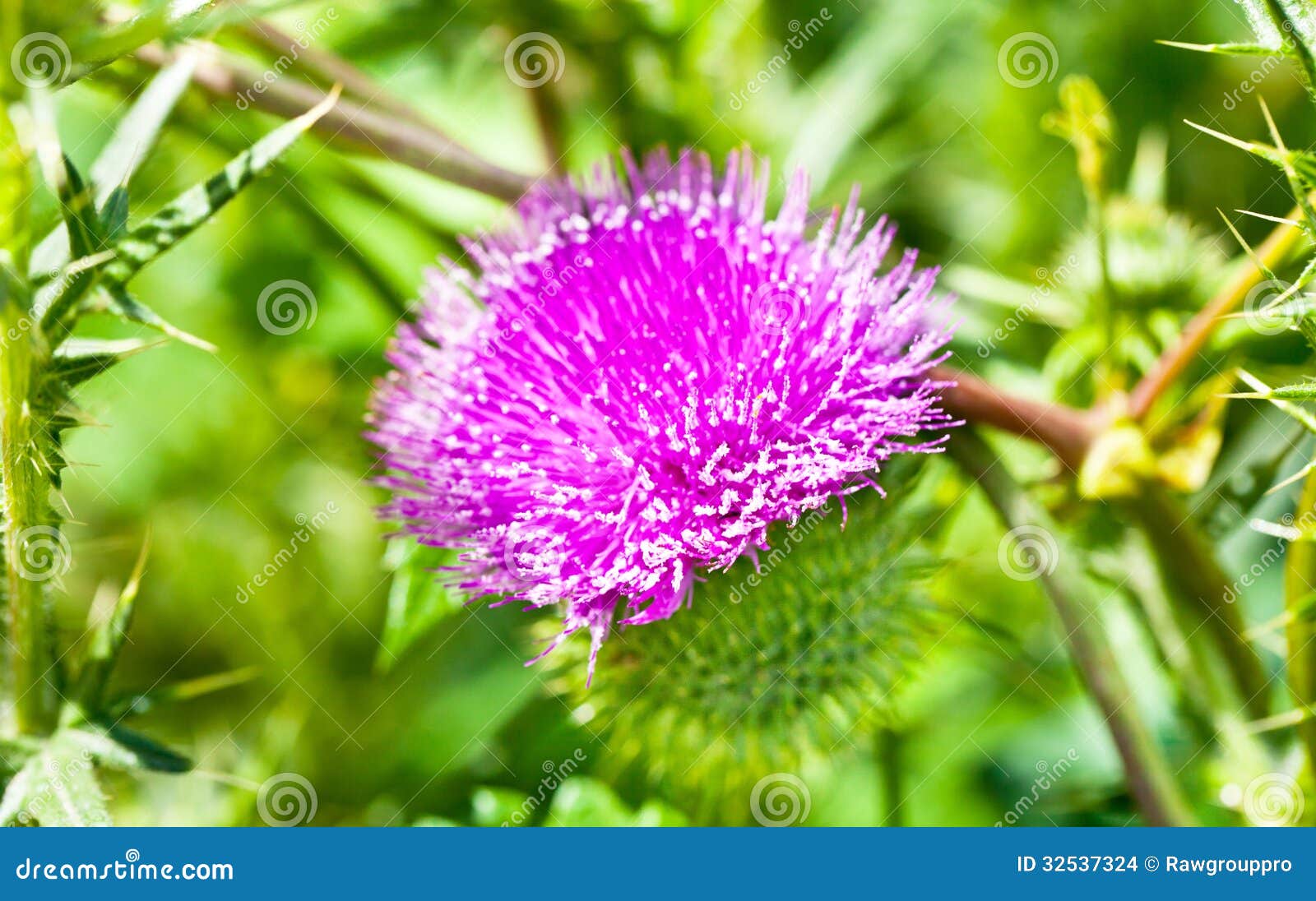 Wild Thistle with Pink Flower on Green Background Stock Photo Image