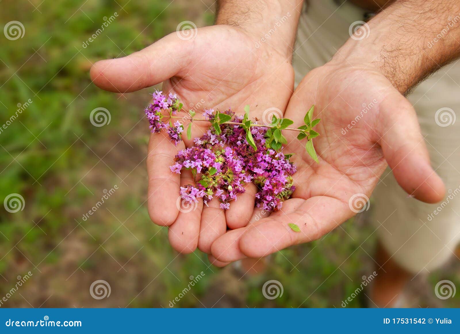 Wild thyme in hands stock photo. Image of green, nature 17531542