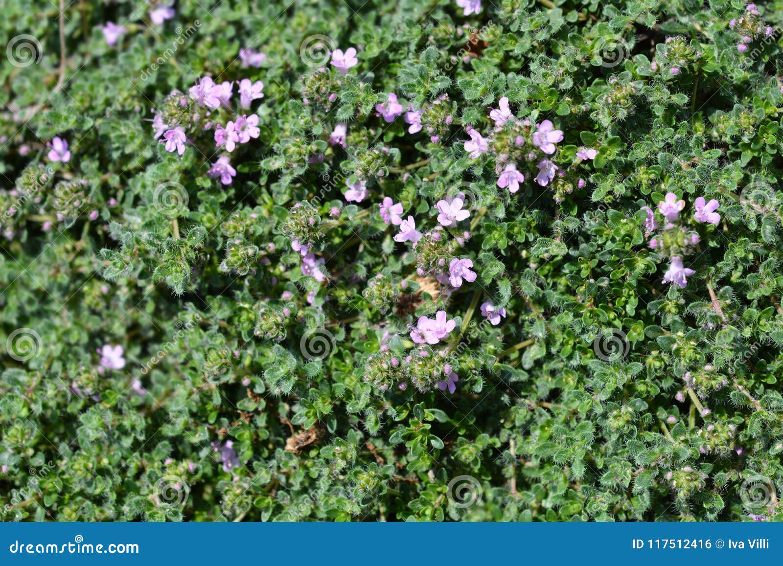 Wild thyme stock photo. Image of wild, spring, nature 117512416