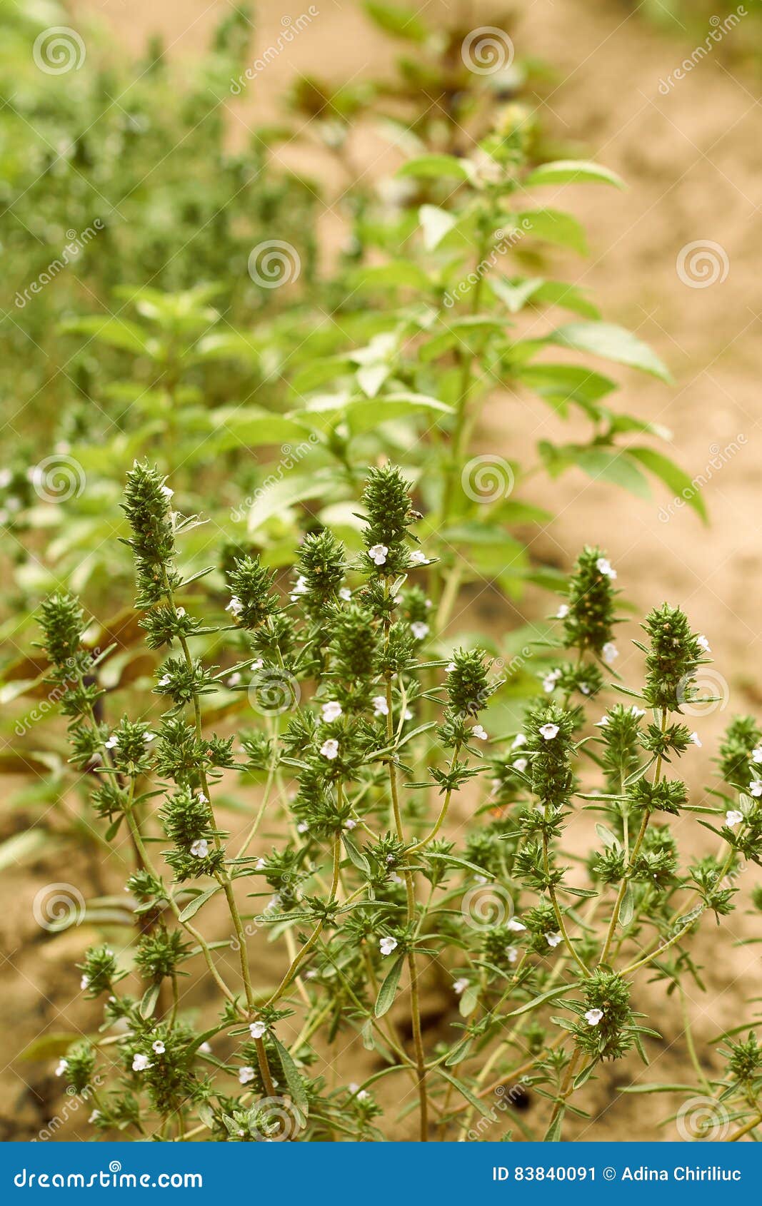 Wild thyme plant stock image. Image of herbal, aroma 83840091