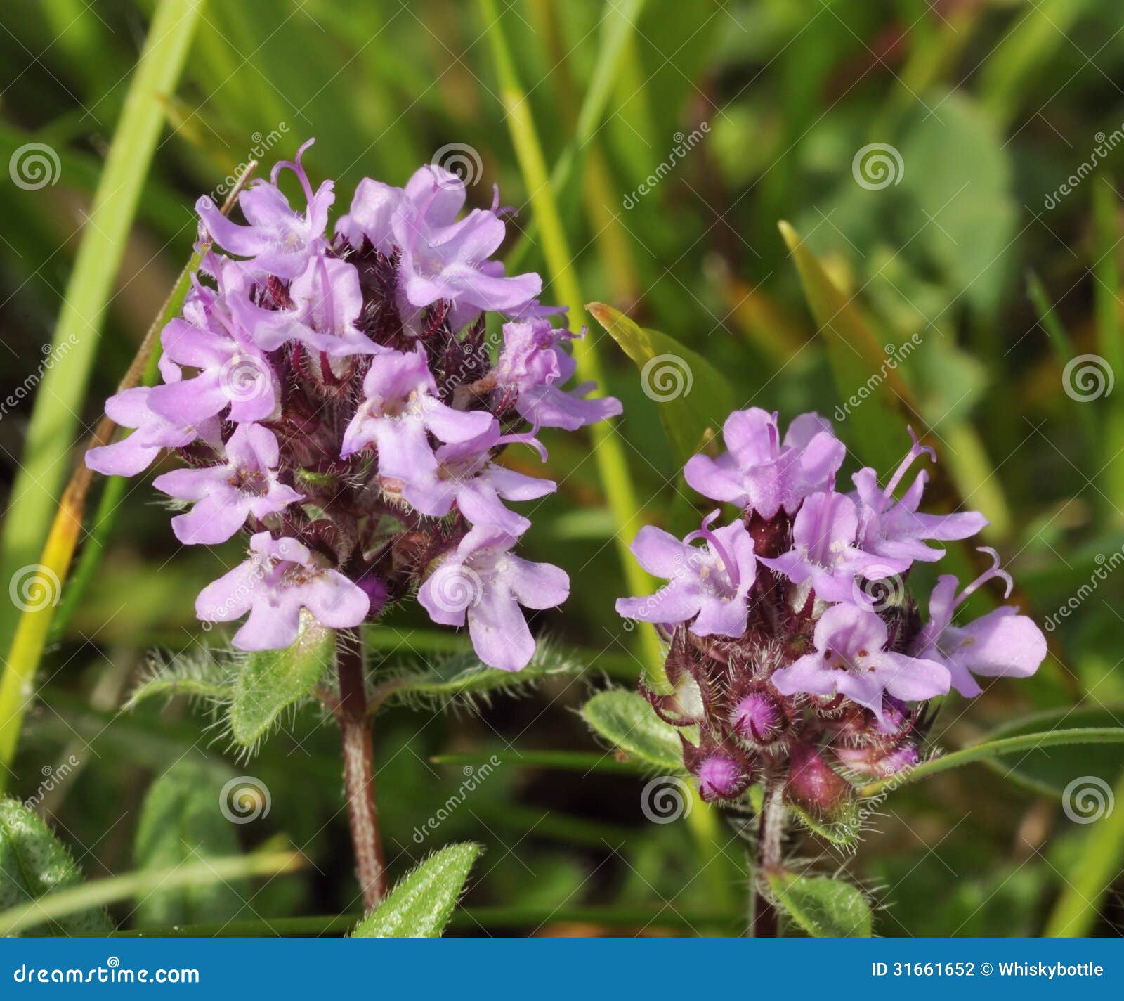 Wild Thyme stock photo. Image of landscape, flower, plant 31661652