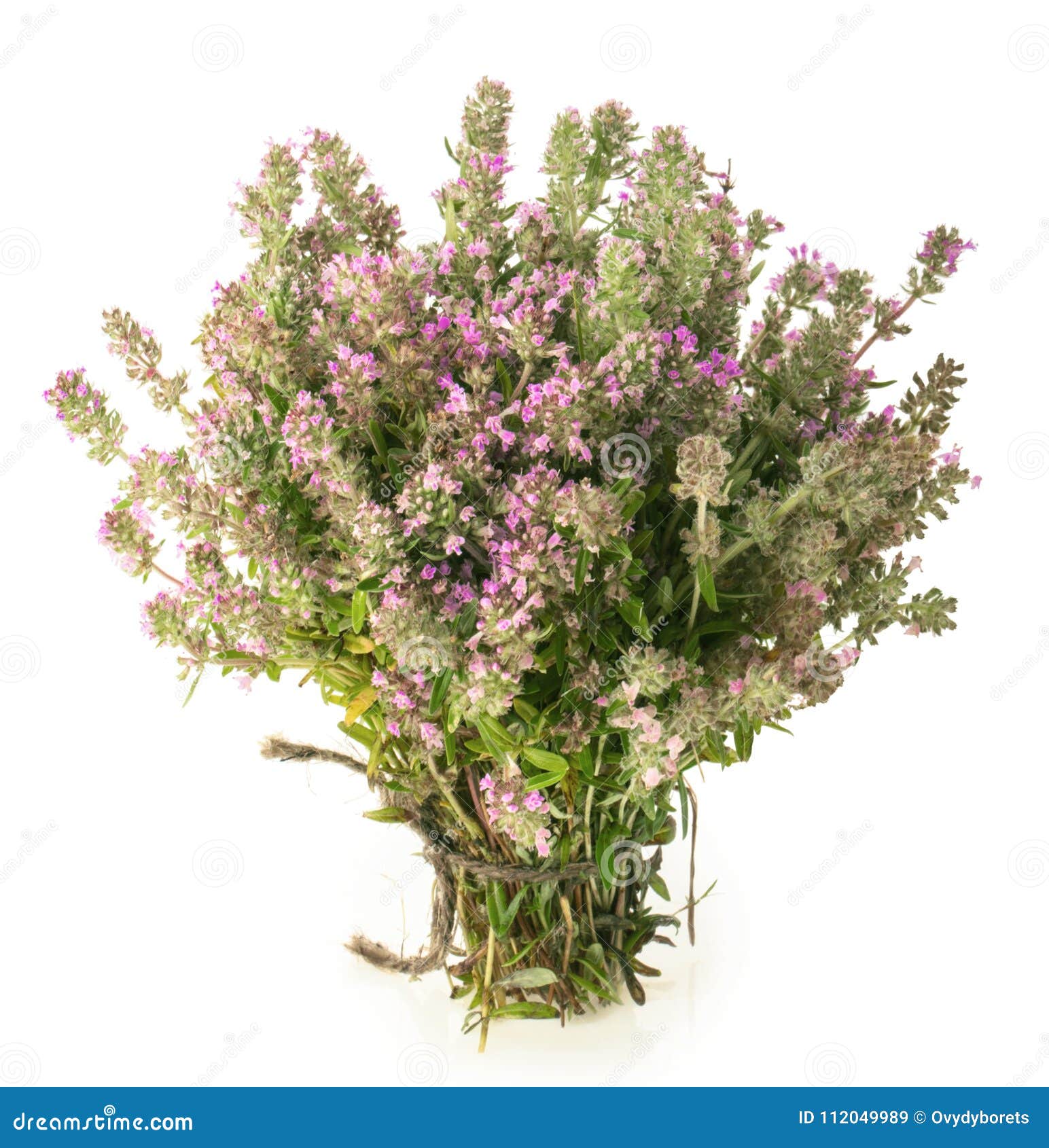 Wild Thyme Thymus Serpyllum Isolated On White Background Stock Image Image of bloom, flower