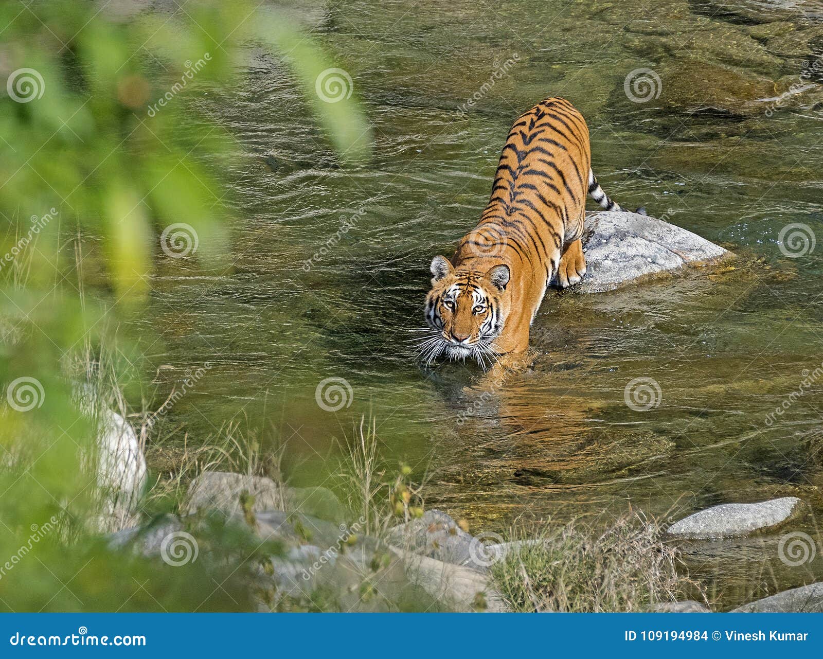 wild tiger: crossing river in the forest of jim corbett