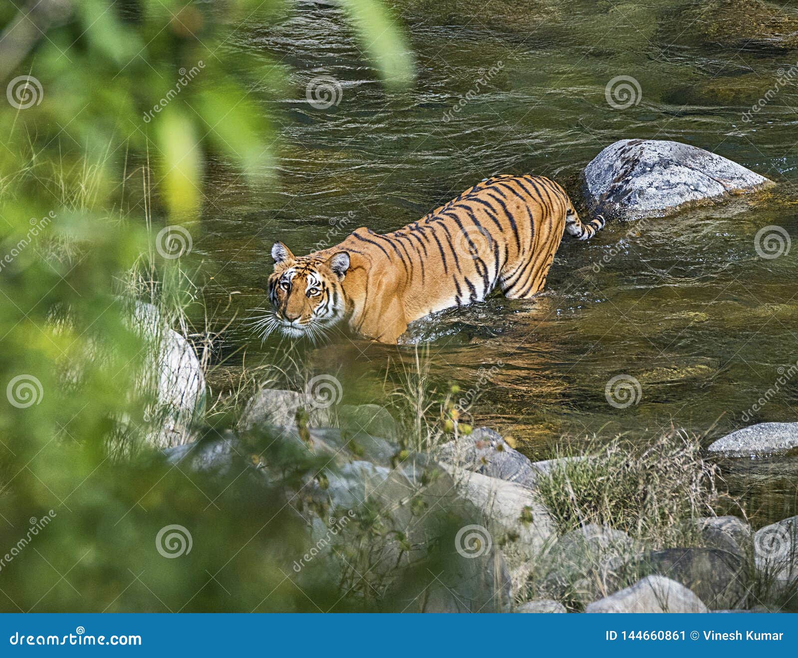 wild tiger: crossing river in the forest of jim corbett