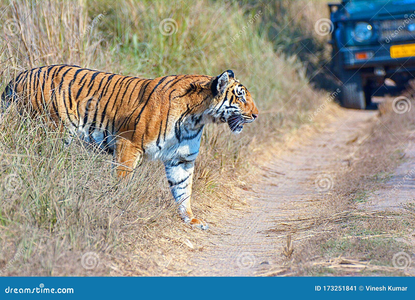 wild tiger: panthera tigris crossing trail during safari at the forest of jim corbett