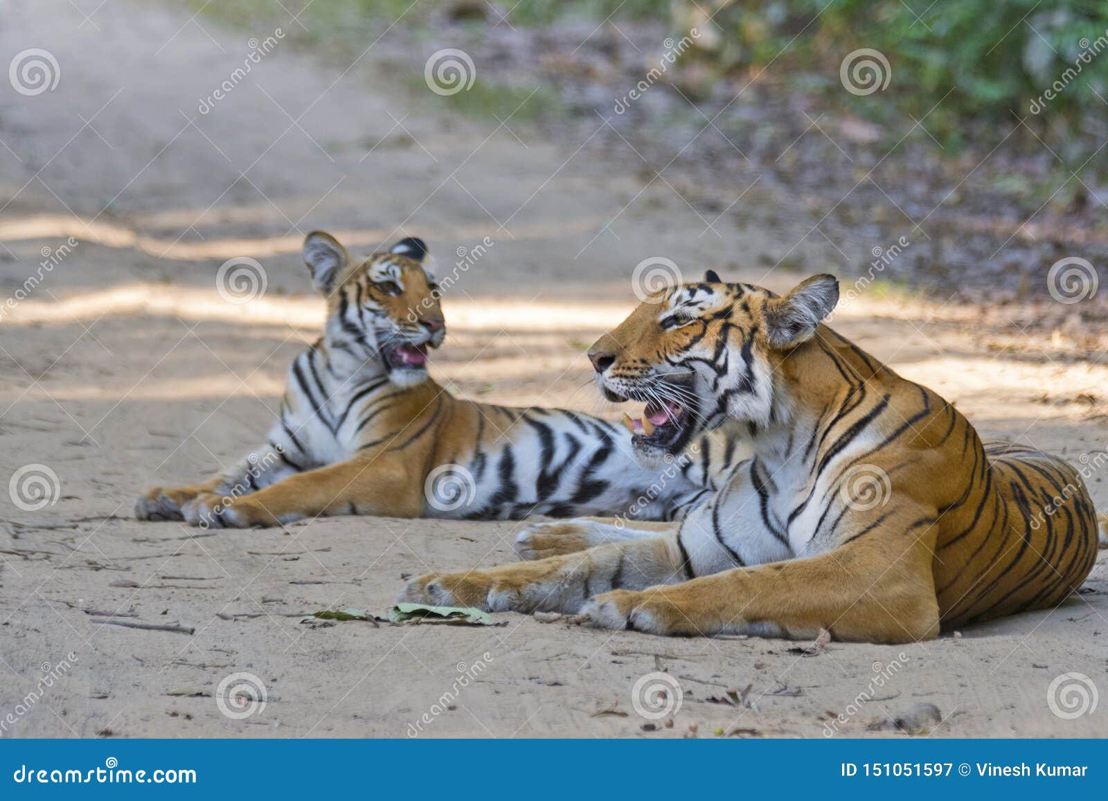 tigress with cub resting in the forest of jim corbett