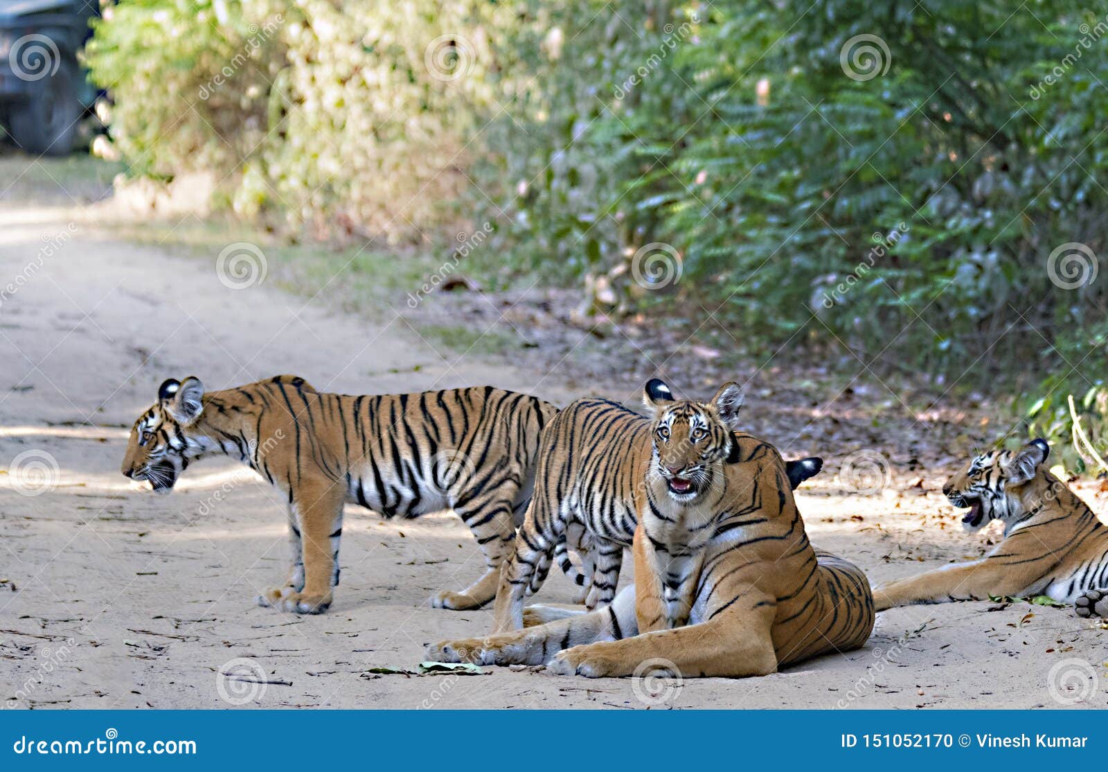 tigress with cubs resting in the forest of jim corbett