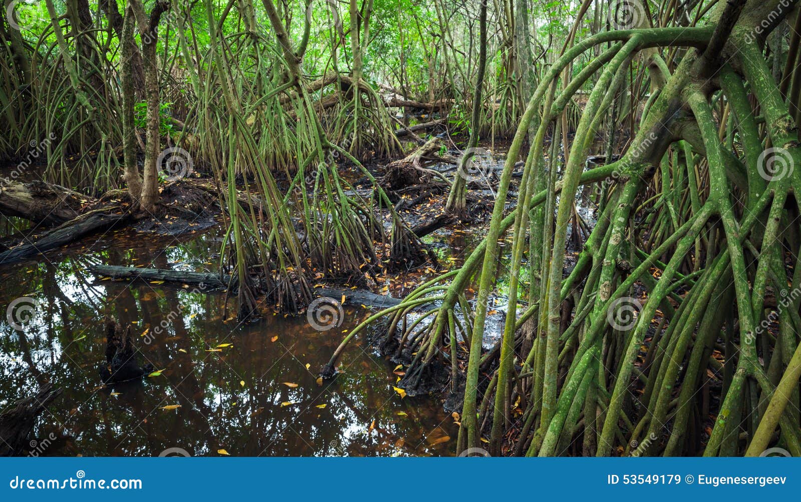 Wild Tropical Forest Landscape With Mangrove Trees Stock Image Image