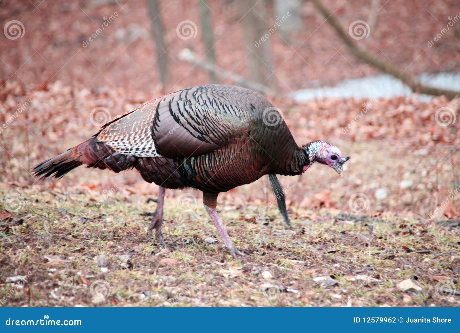 Wild turkey stock photo. Image of turkey, grass, beard 12579962