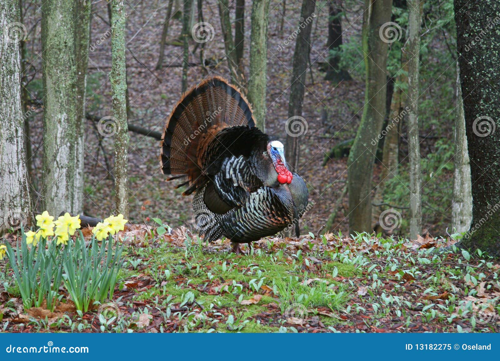 wild tom turkey