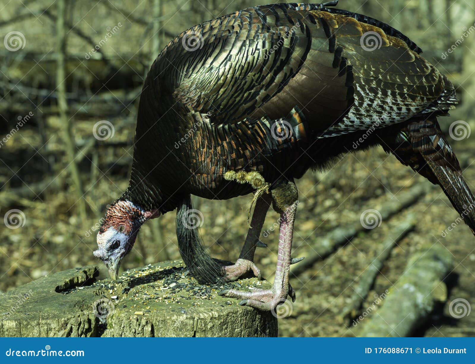 Wild Turkey Looking at Bird Seed Stock Image Image of phasianidae