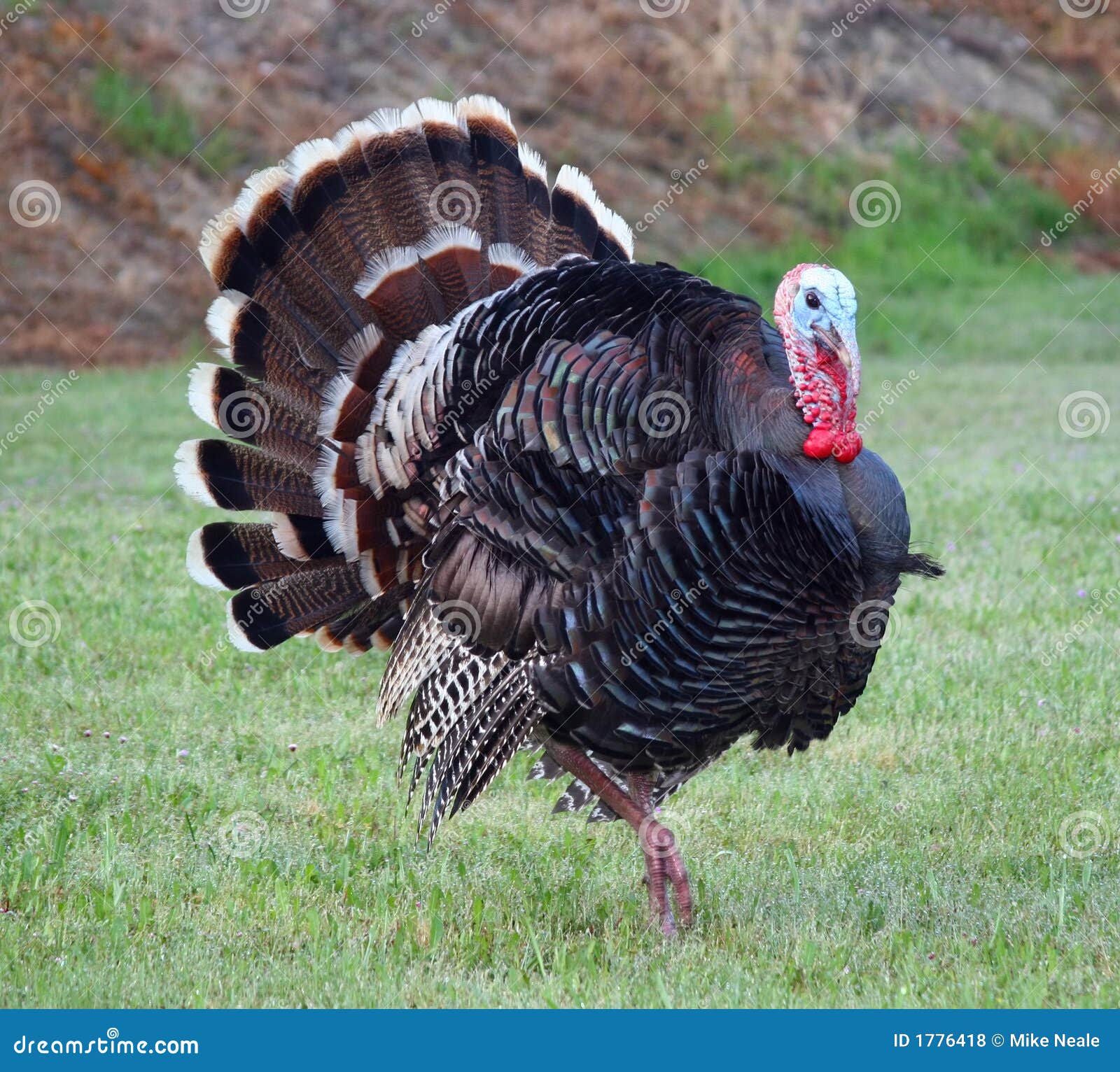 wild turkey