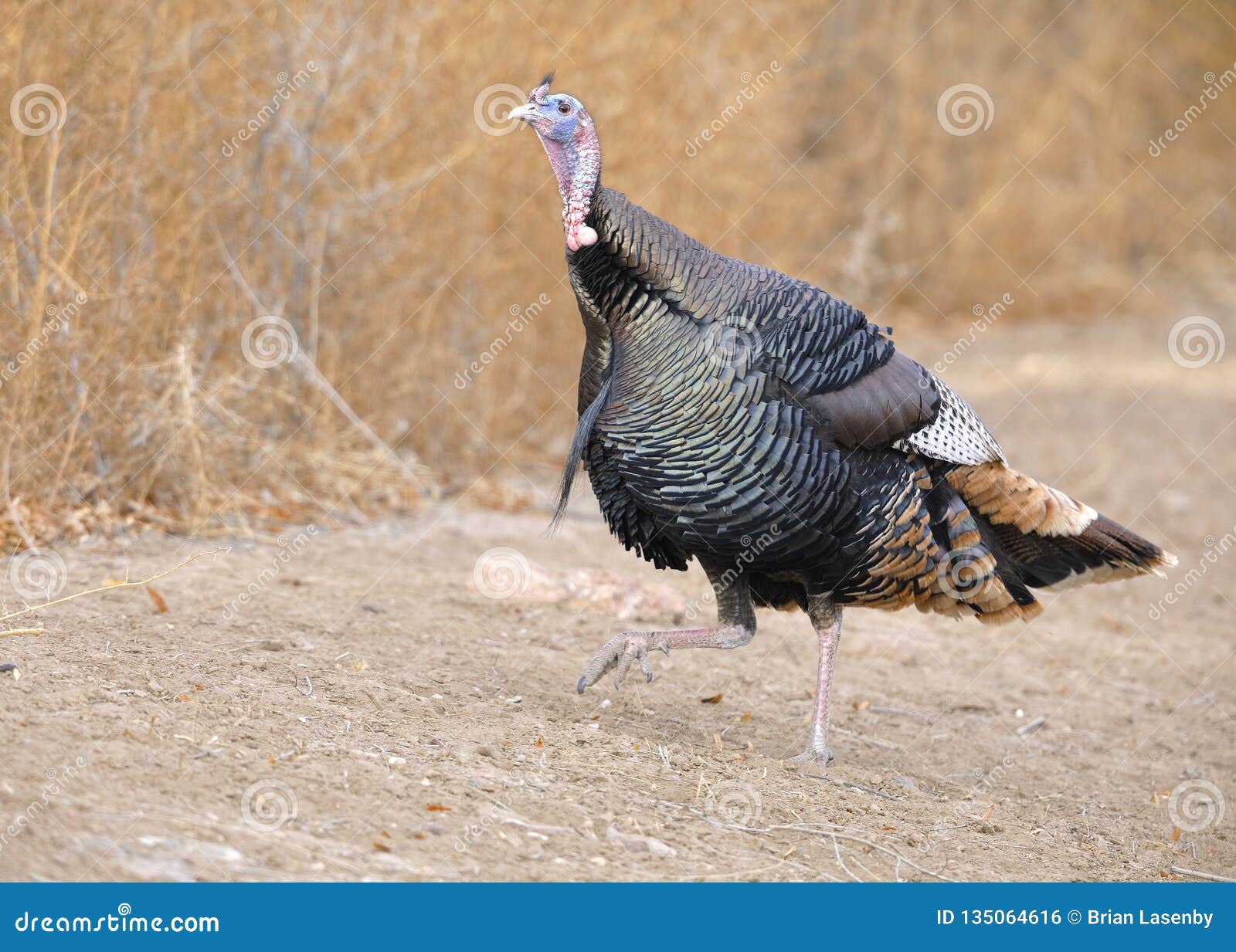 wild turkey - bosque del apache national wildlife refuge, nm