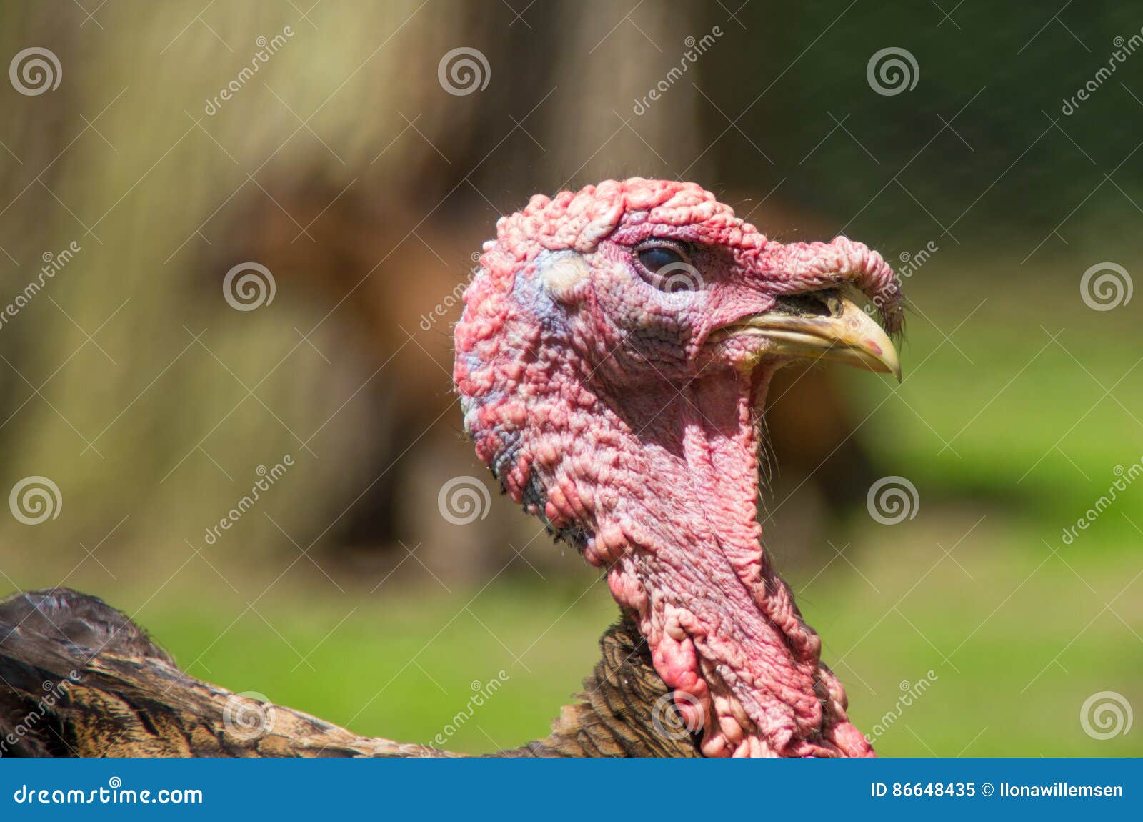 A Wild Turkey Stock Image Image Of Bill America Domesticus 86648435