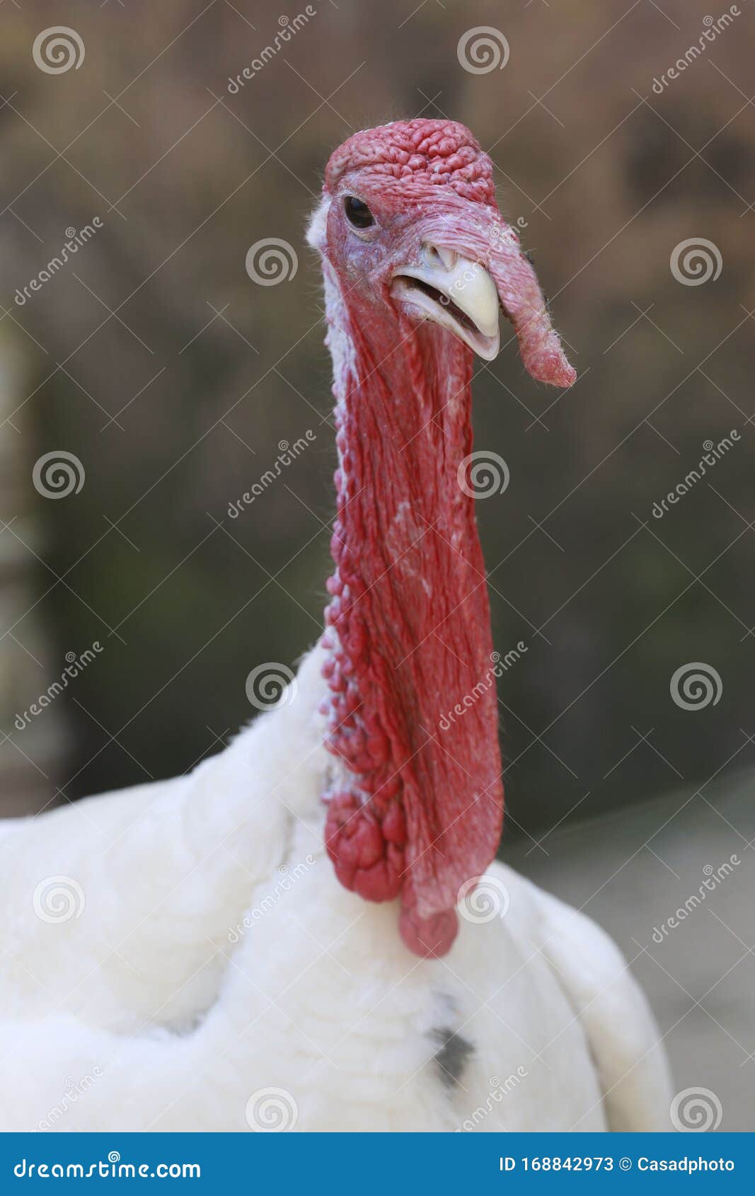 Wild Turkey Close Up Stock Image Image Of Species
