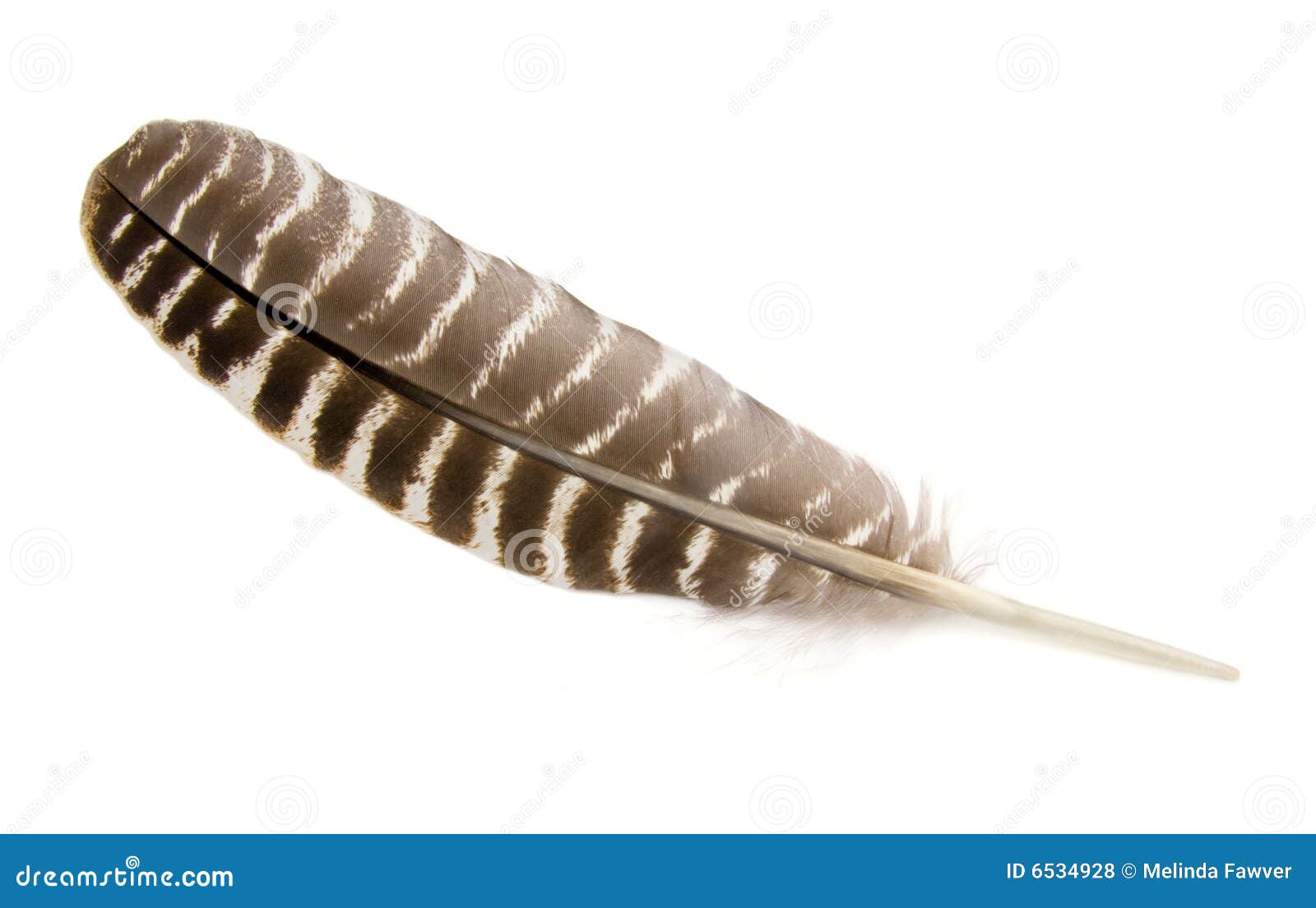 wild turkey feather