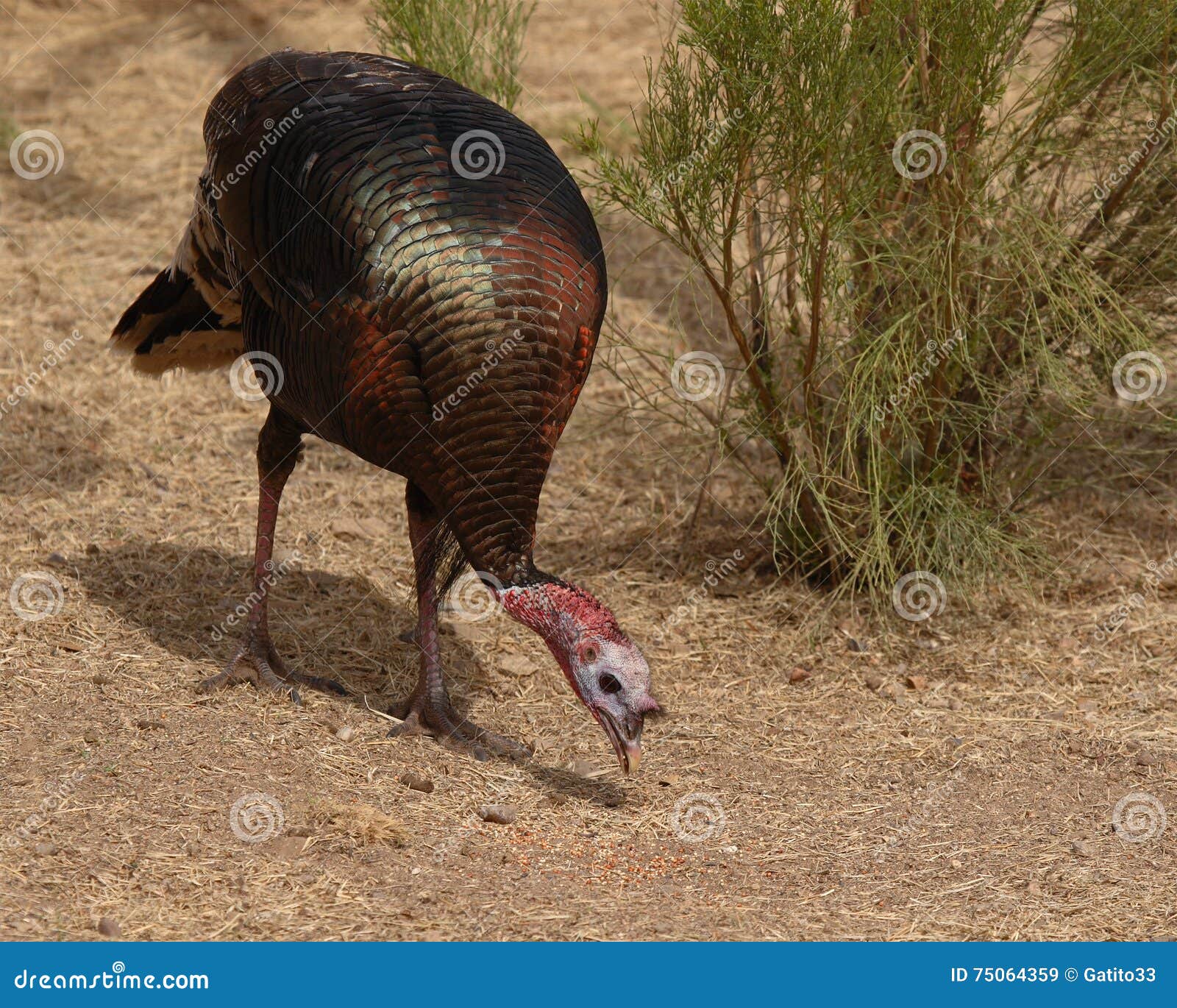 Turkey Feeding Stock Images Download 1,086 Royalty Free Photos