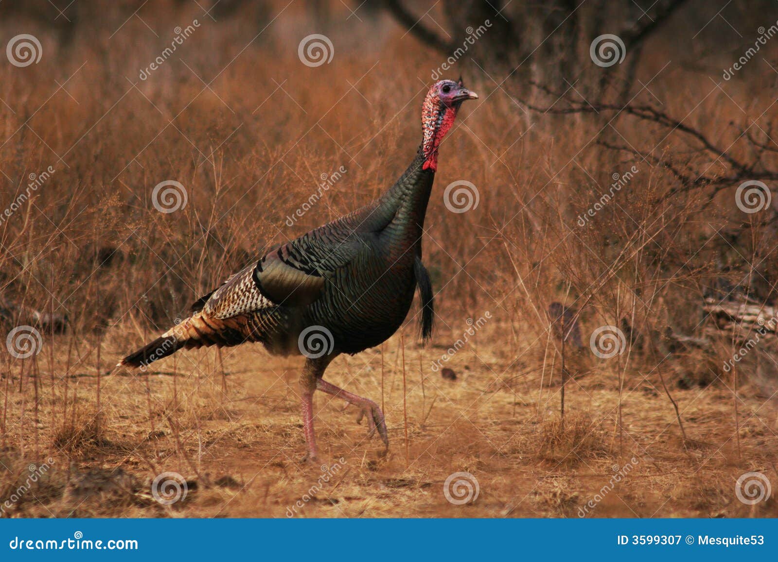 wild turkey gobbler