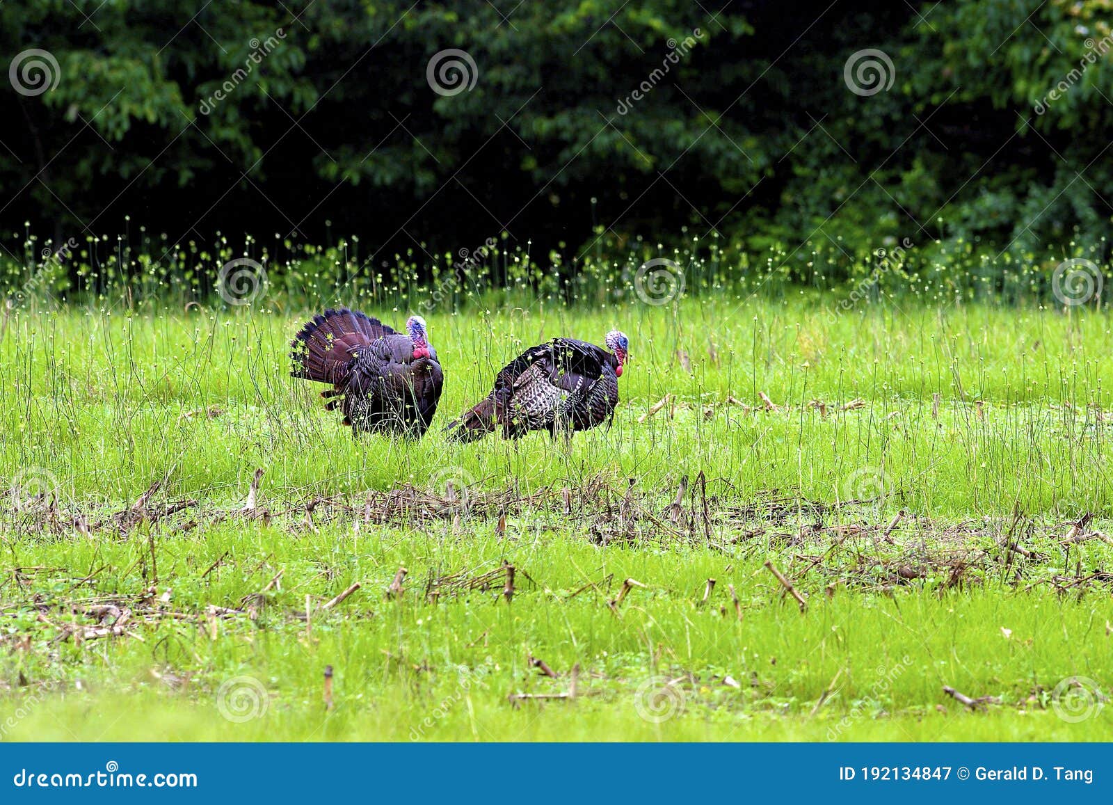 wild turkey gobblers in spring   604339