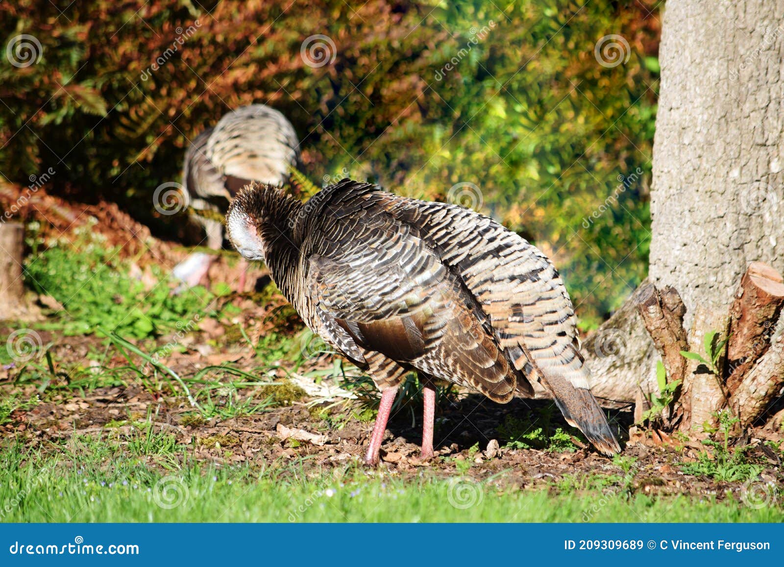 Wild Turkey Hen 02 stock image. Image of outdoor, animal 209309689
