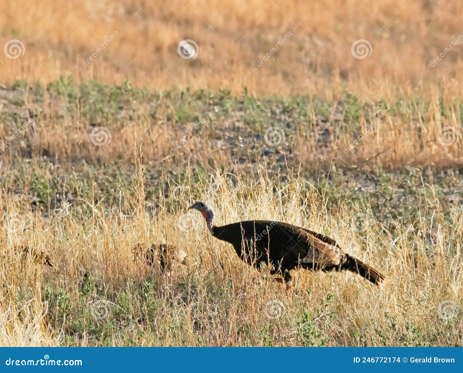 Wild Turkey Hen stock photo. Image of colorado, southern 246772174