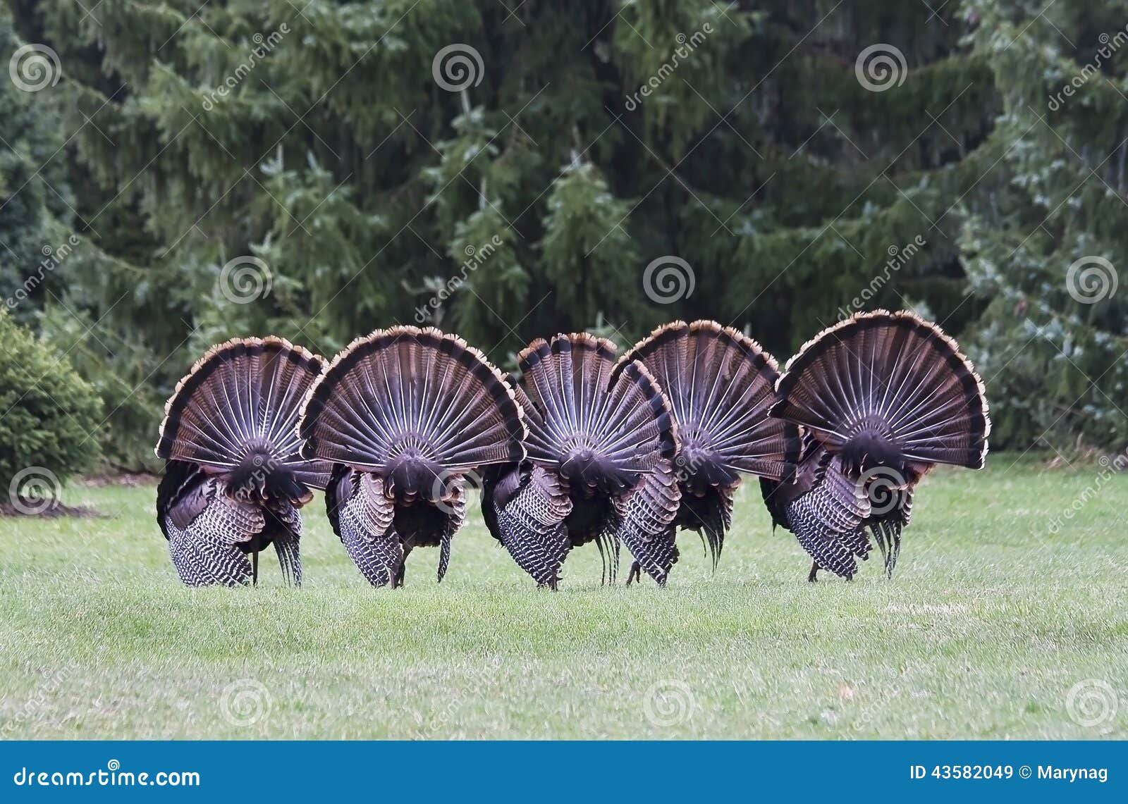 Wild turkey mating dance stock image. Image of outdoors 43582049