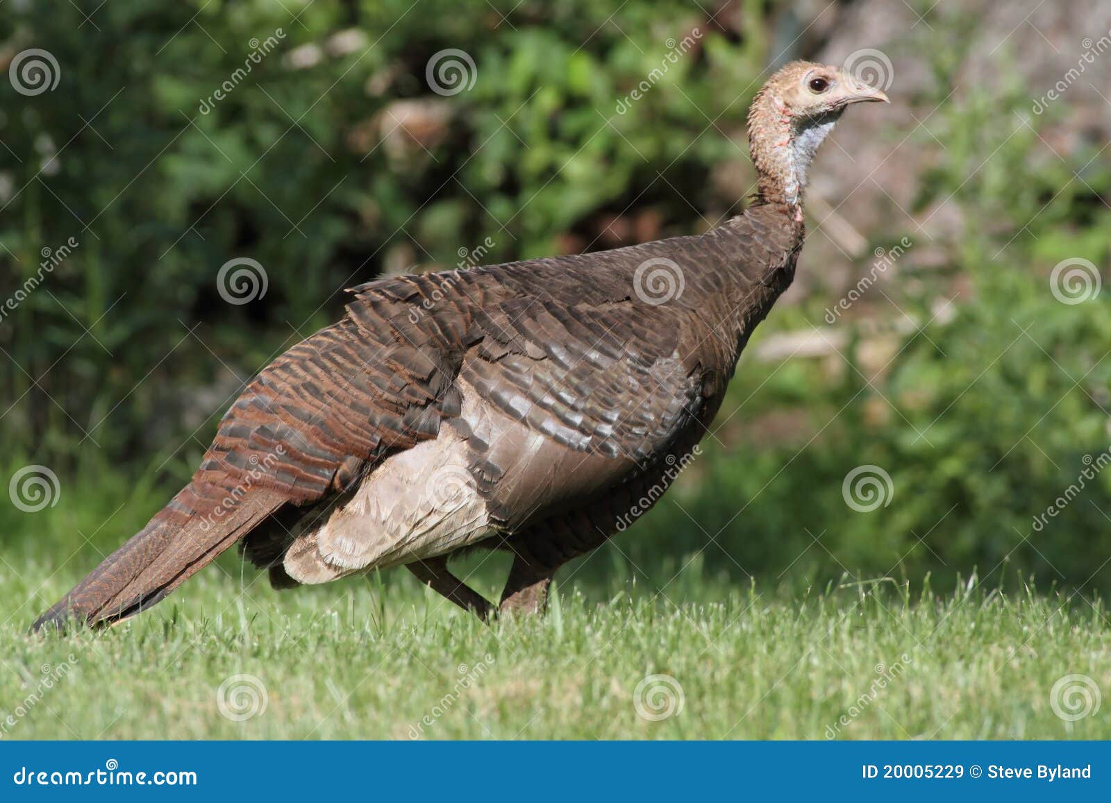 wild turkey (meleagris gallopavo)