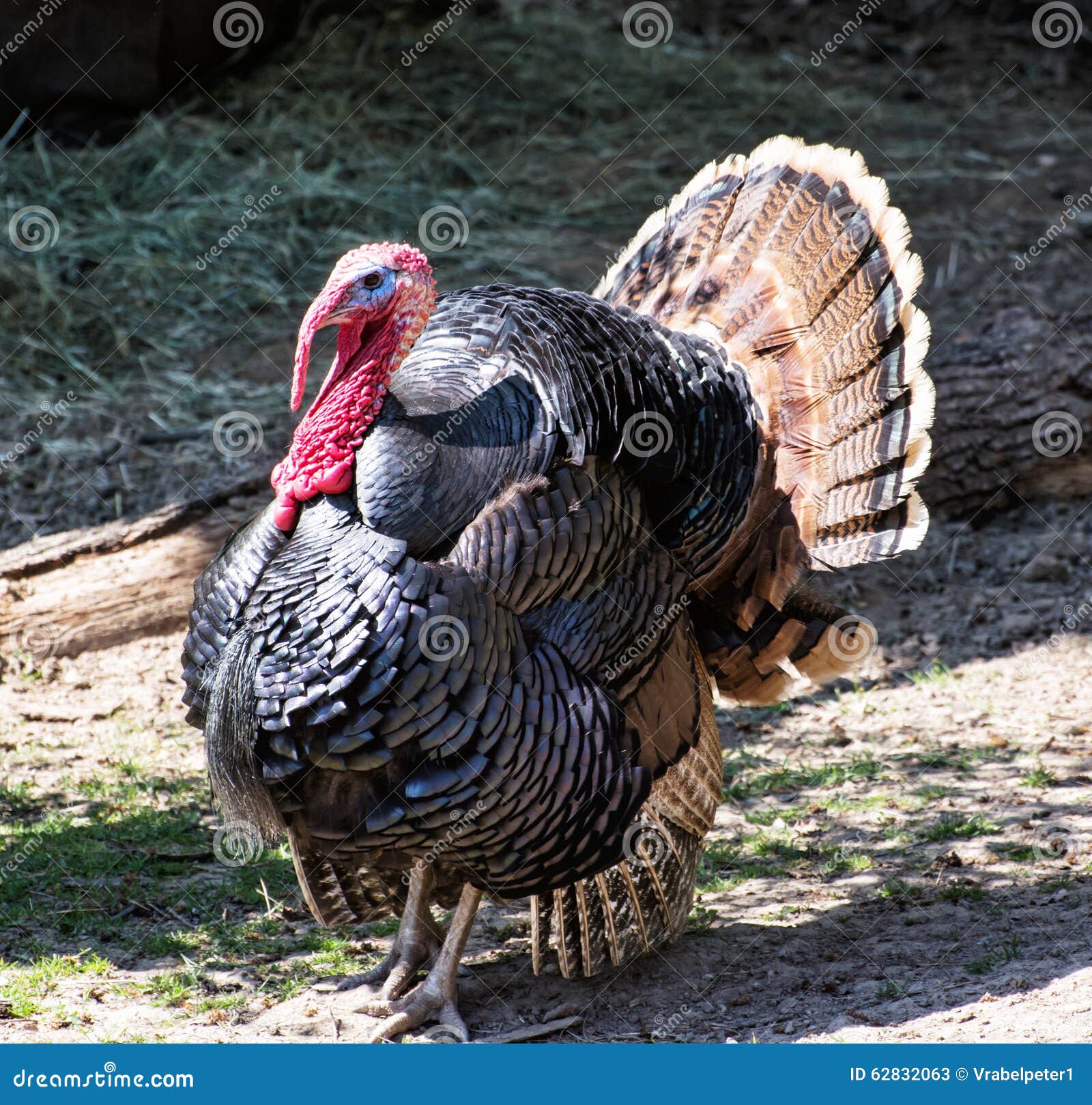 wild turkey (meleagris gallopavo), animal scene