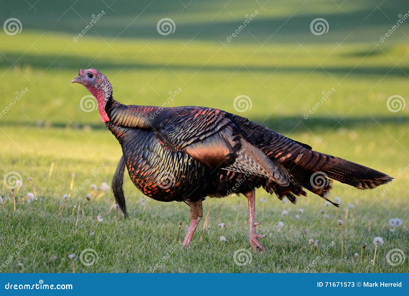 wild turkey (meleagris gallopavo)