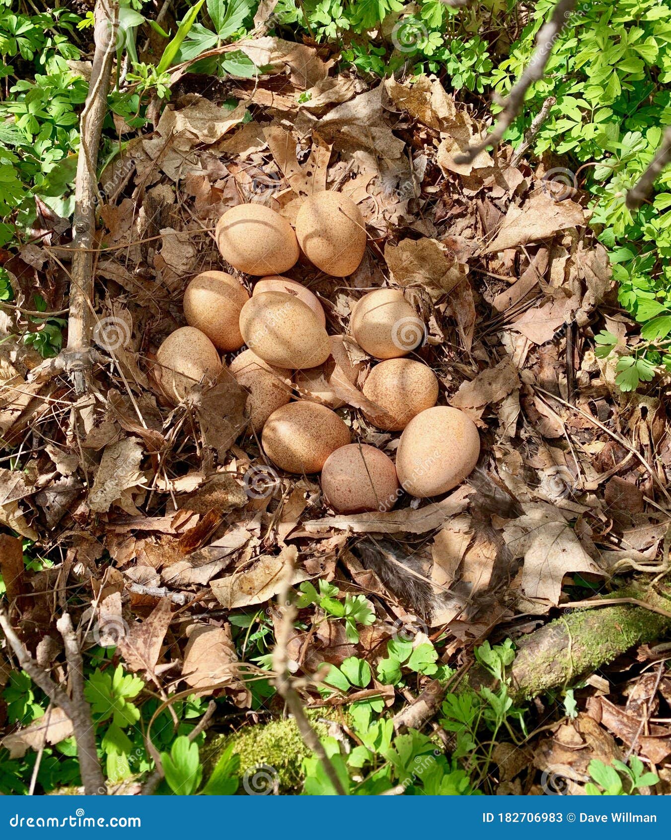 All 104+ Images what is a nest of turkey eggs called Completed