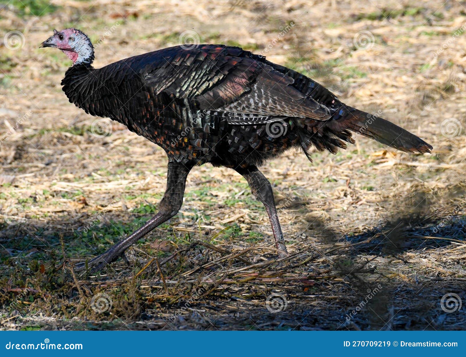 Turkey strutting stock image. Image of nature, field 270709219