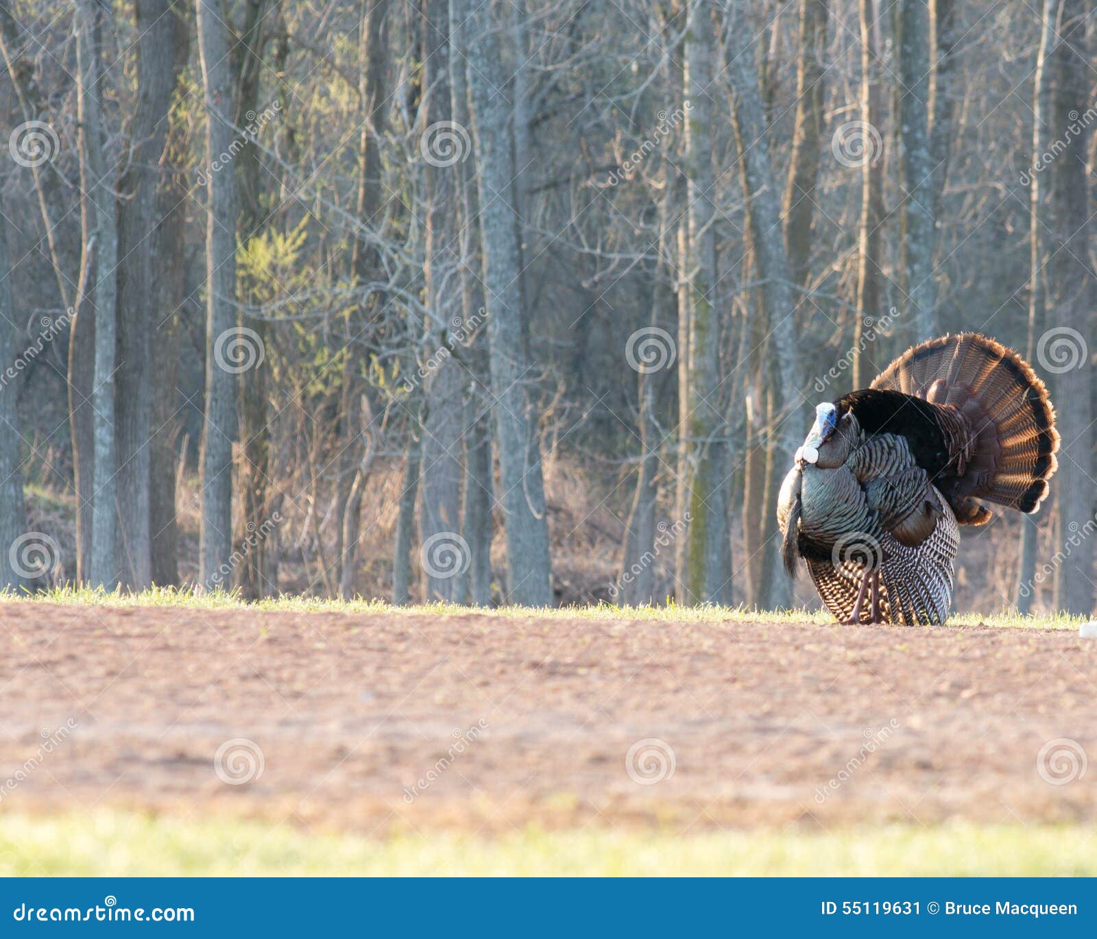 Wild Turkey stock image. Image of closeup, wild, gobble 55119631
