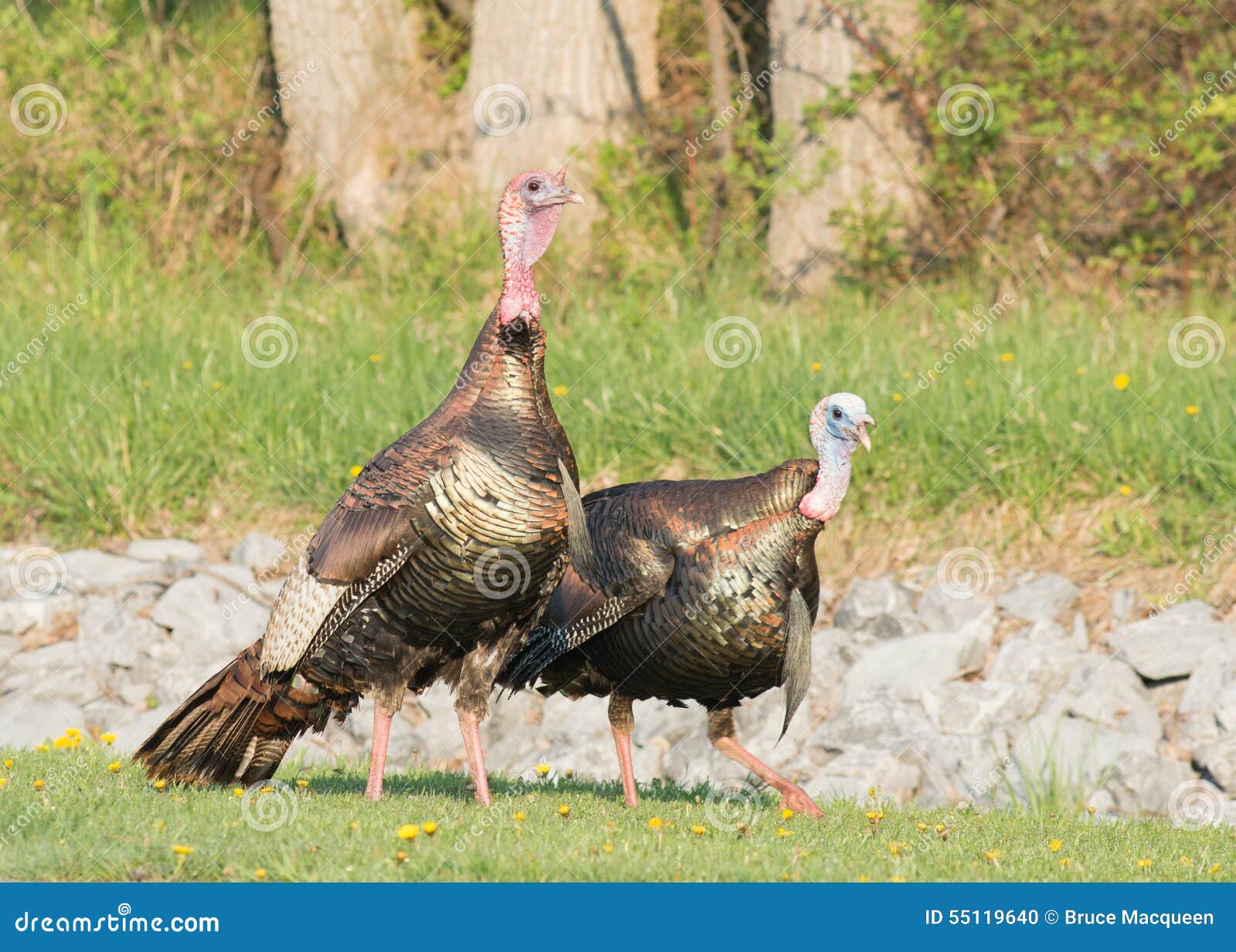 Wild Turkey stock photo. Image of nature, thanksgiving 55119640