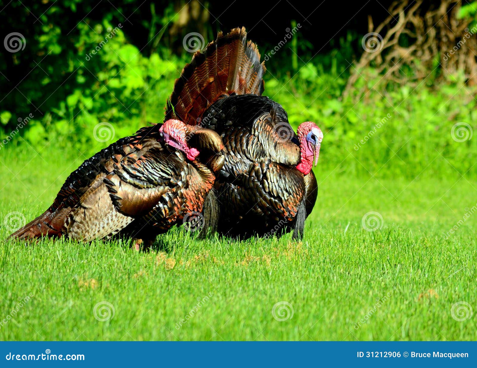 Wild Turkey stock photo. Image of strut, plumage, nature 31212906