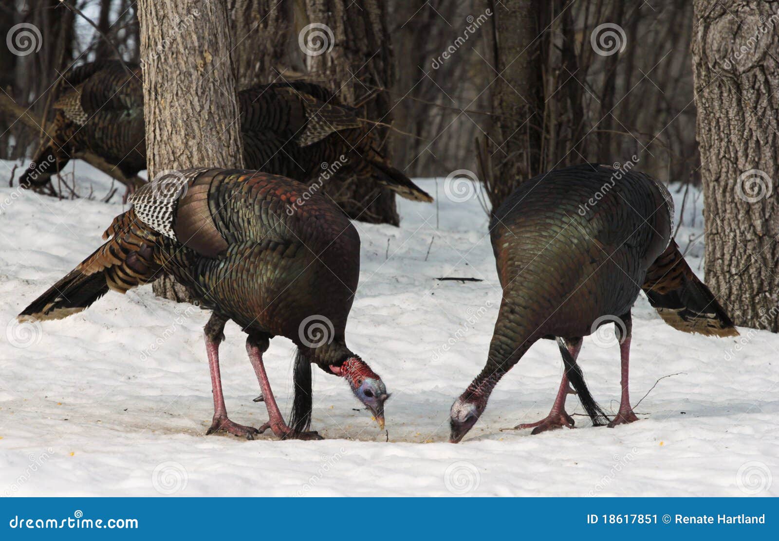wild turkeys