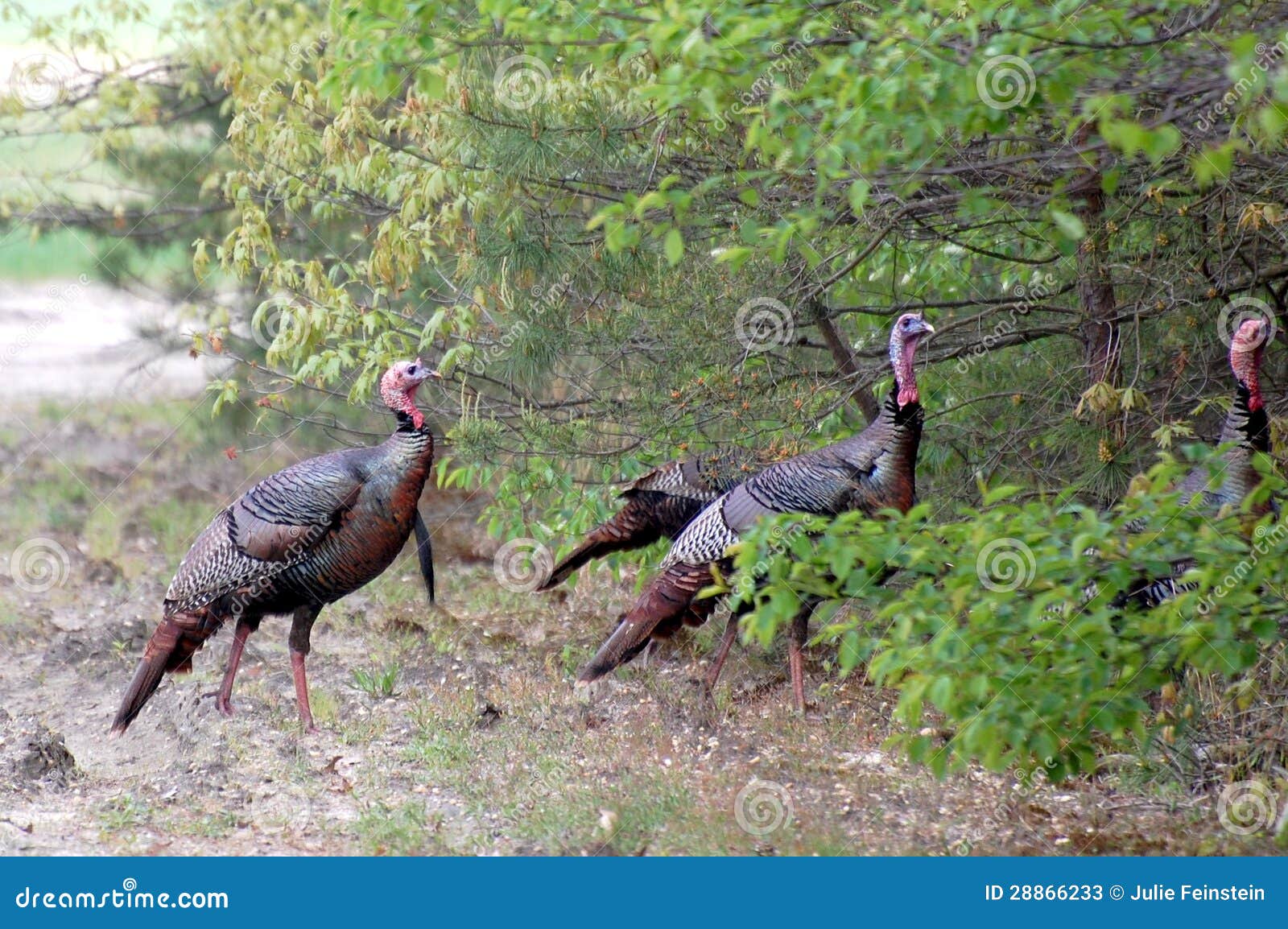 wild turkeys