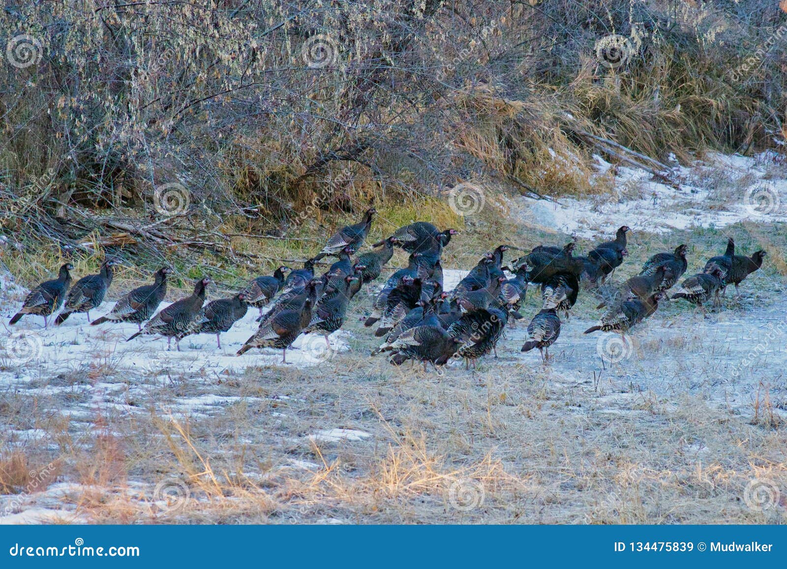 flock of turkeys flock of turkeys