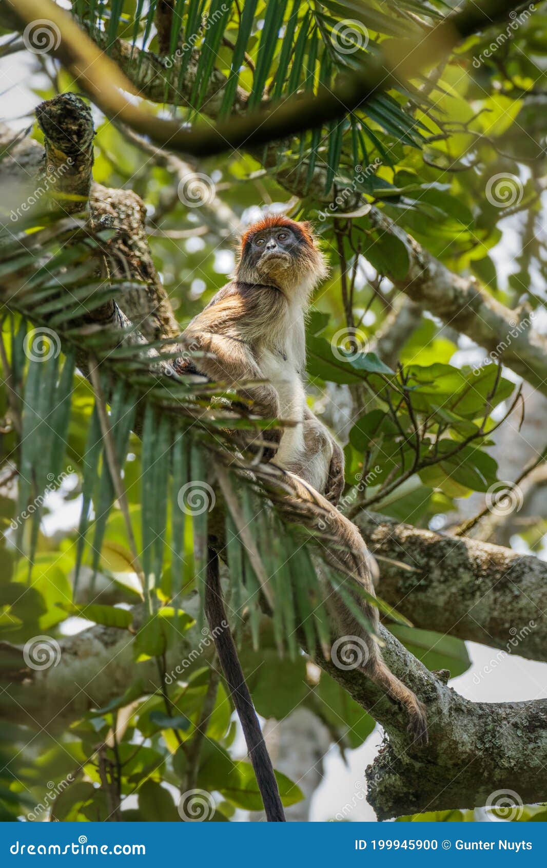 wild ugandan red colobus monkey on the branch, kibale national forest, uganda.