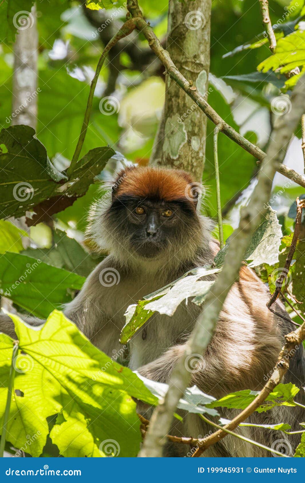 wild ugandan red colobus monkey on a branch, kibale national forest, uganda.