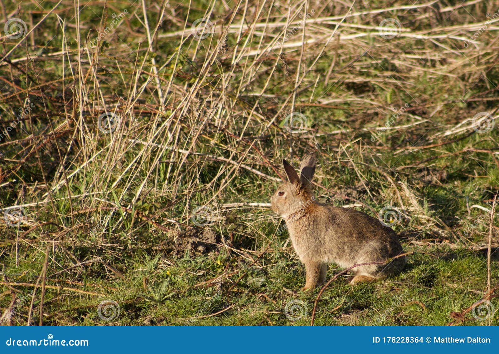 A Wild Uk Rabbit in a Field. Stock Photo Image of wildlife, wild