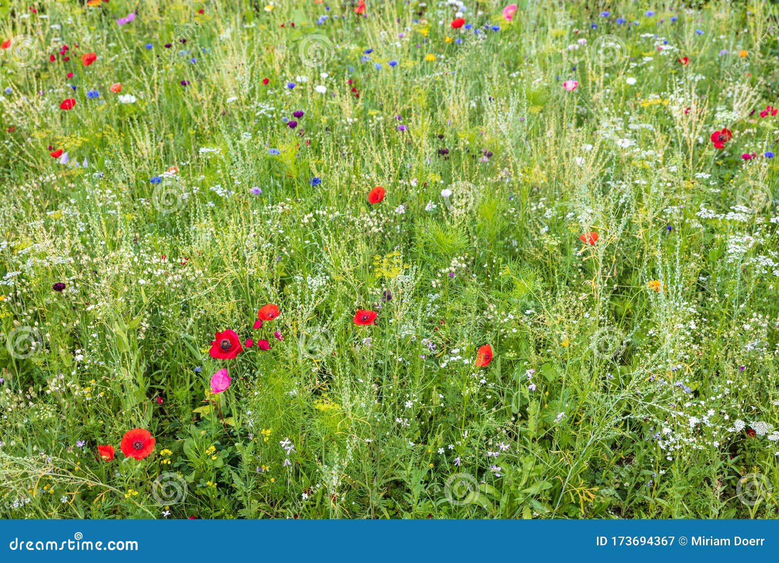 wild and unspoiled flower meadow, natural conservation for insects