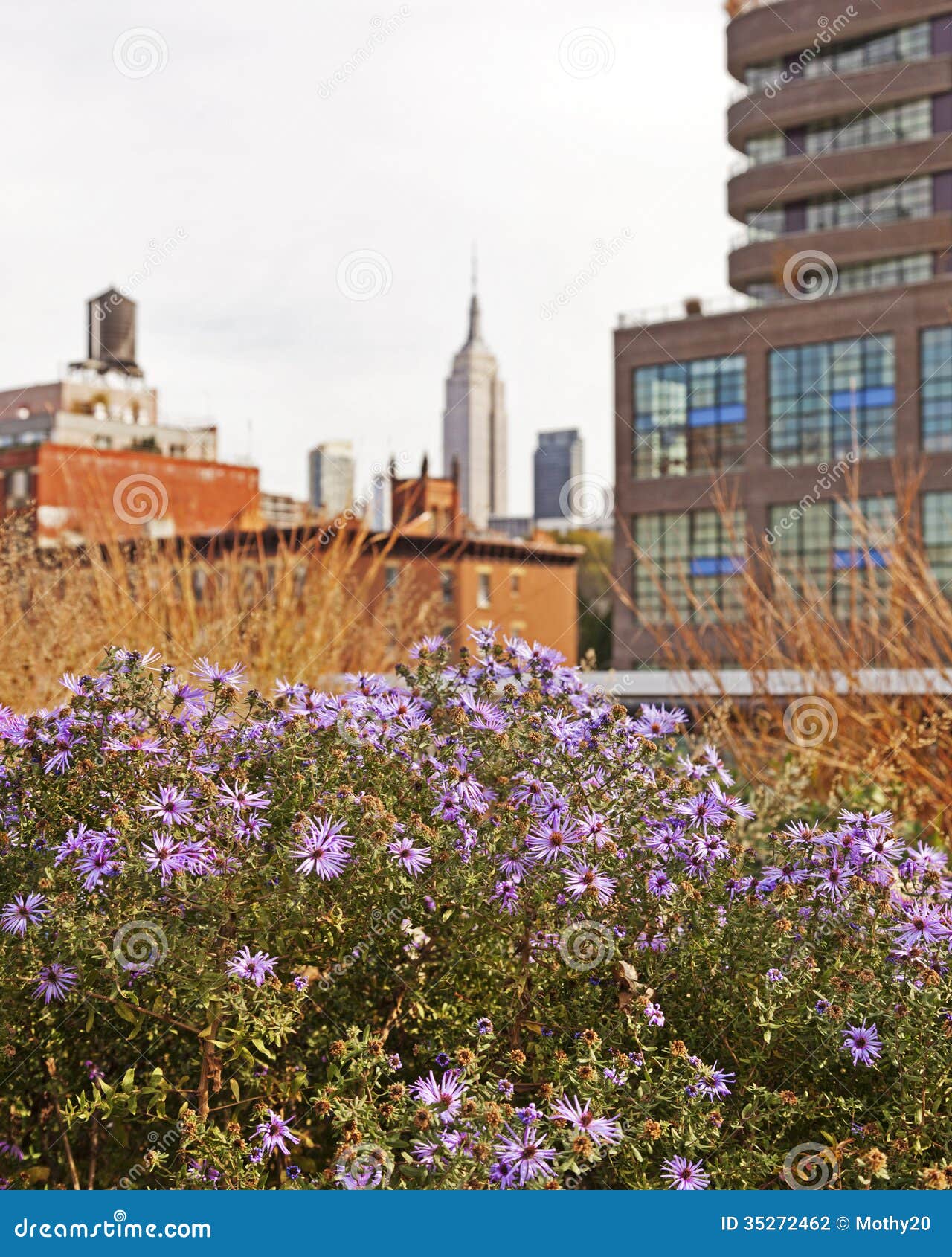 Wild Urban Flowers stock photo. Image of park, plants 35272462