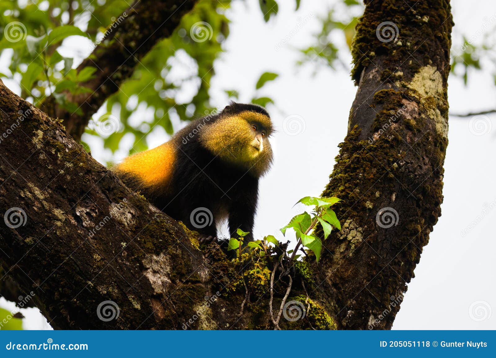 wild and very rare golden monkey  cercopithecus kandti in the rainforest. unique and endangered animal close up in nature habita