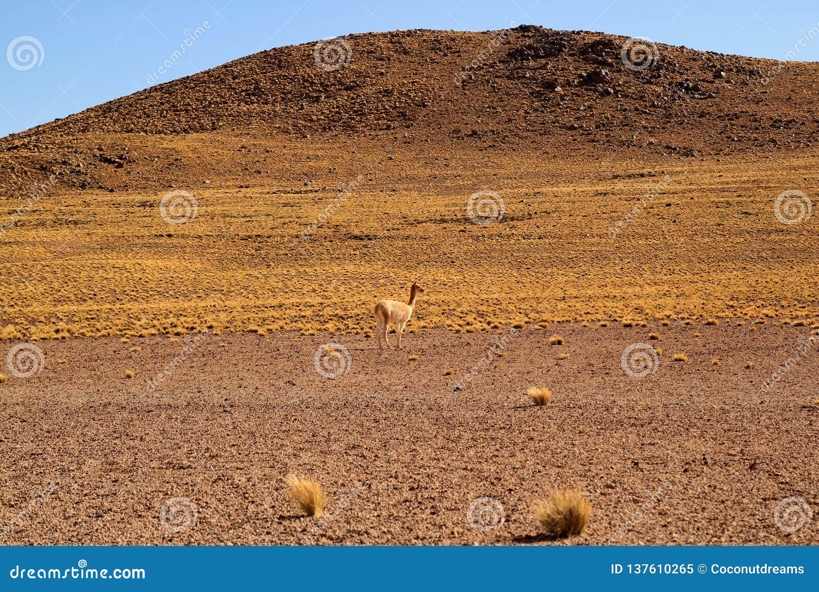 wild vicuna at the foothills of the chilean andes, los flamencos national reserve, san pedro de atacama, antofagasta region, chile